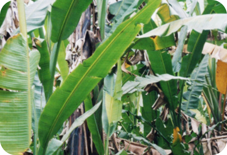 マイクロプラスチック削減に貢献